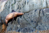 Steller Sea Lion