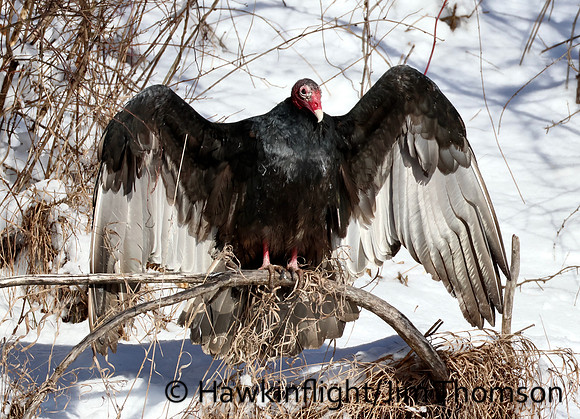 Turkey Vulture