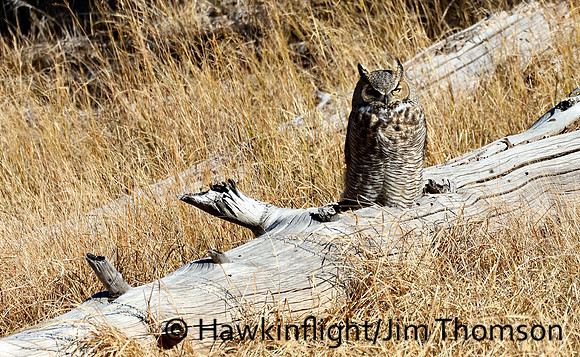Great Horned Owl
