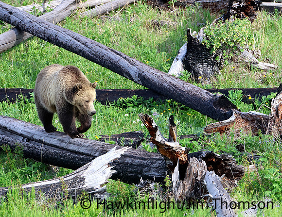 Grizzly Bear