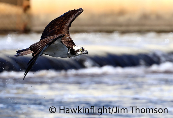 Osprey