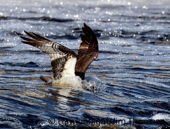 Osprey