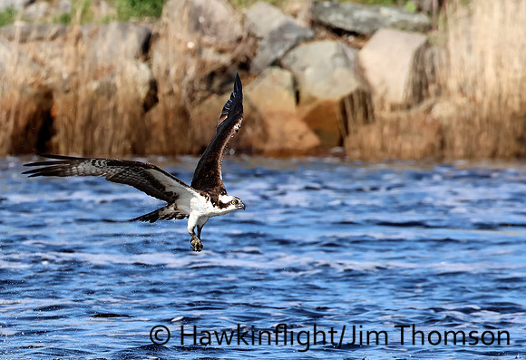 Osprey