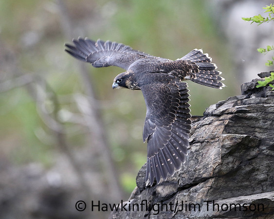 Peregrine Falcon
