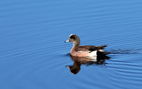 American Wigeon