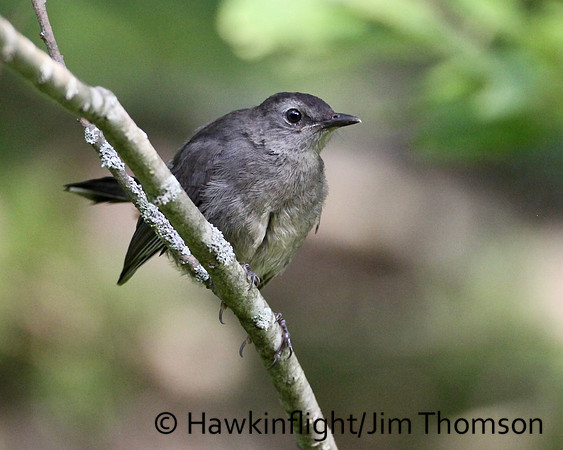 Gray Catbird