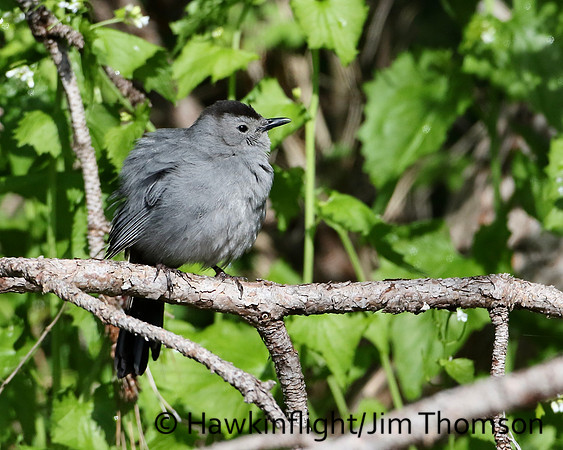 Gray Catbird