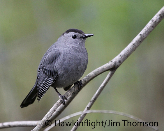 Gray Catbird