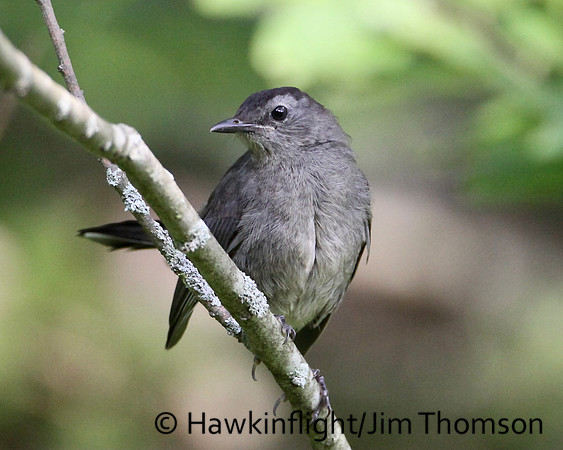 Gray Catbird