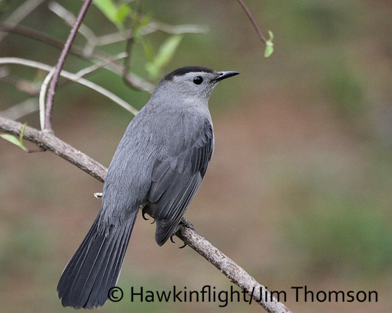 Gray Catbird