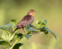 Red-winged Blackbird