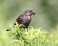 Red-winged Blackbird