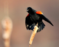 Red-winged Blackbird