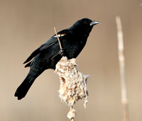 Red-winged blackbird