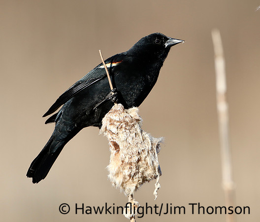 Red-winged blackbird