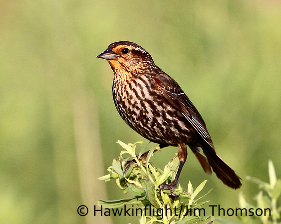 Red-winged Blackbird