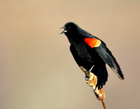 Red-winged Blackbird