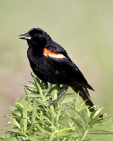 Red-winged Blackbird