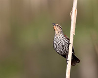 Red-winged Blackbird