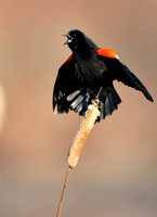 Red-winged Blackbird