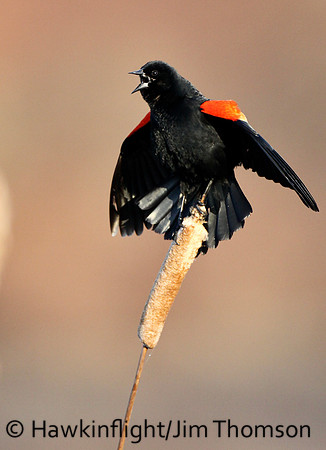 Red-winged Blackbird