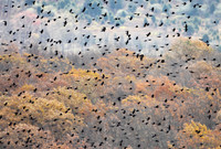 Red-winged Blackbird