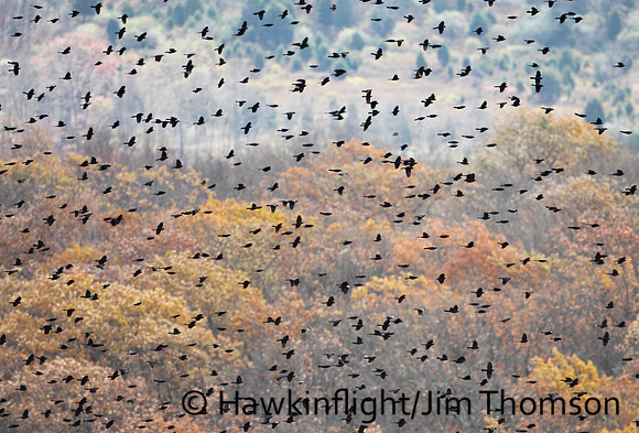 Red-winged Blackbird