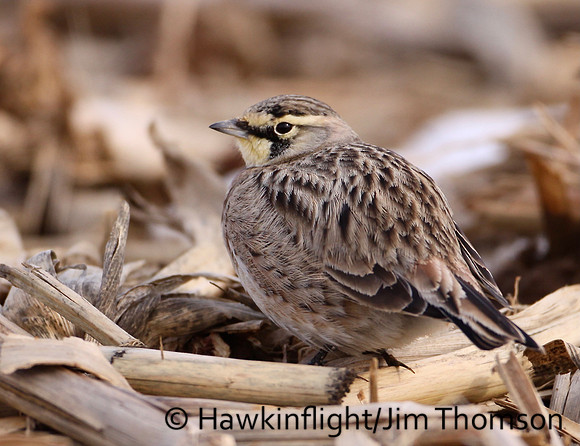 Horned Lark