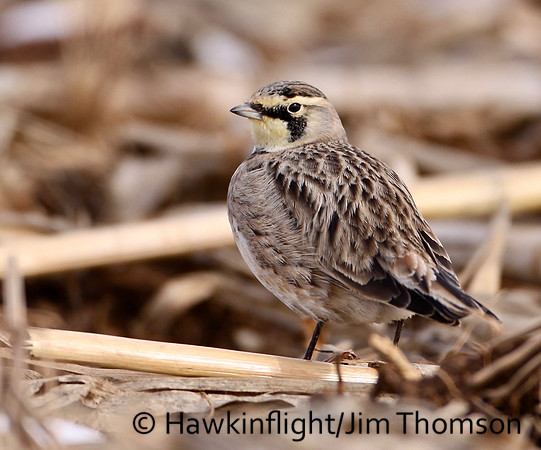 Horned Lark
