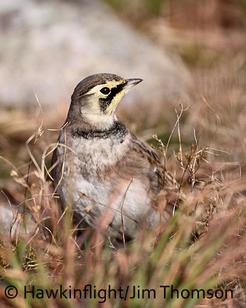 Horned Lark