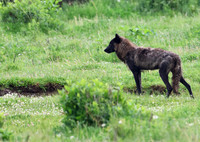 Grey Wolves
