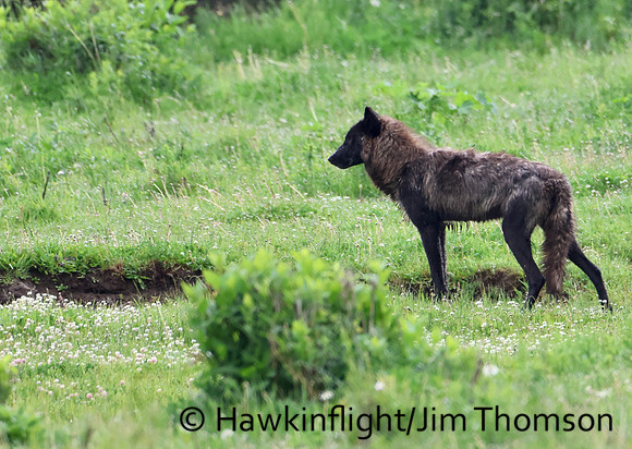Grey Wolves