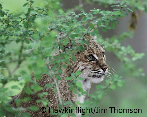 Bobcat