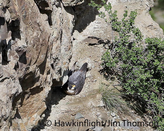 Peregrine Falcon
