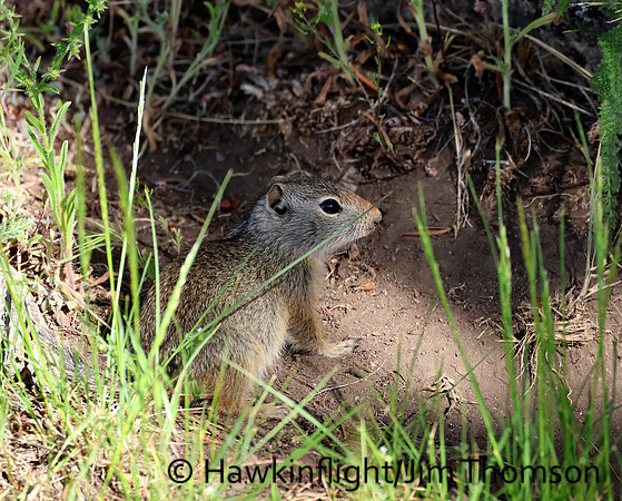 Uinta Ground Squirrel
