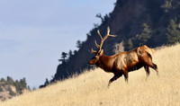 Elk