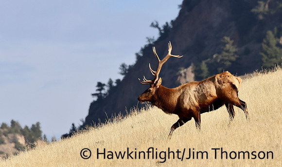 Elk