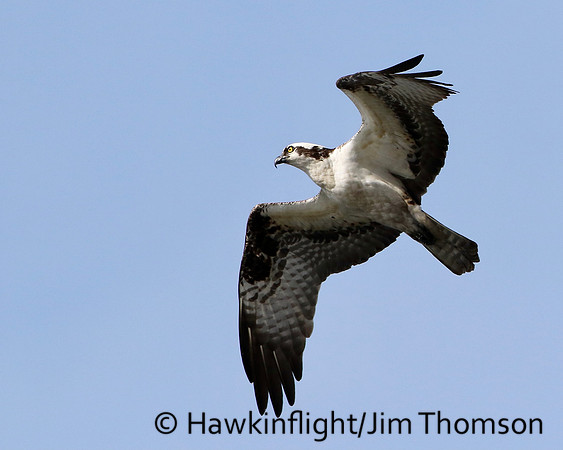 Osprey