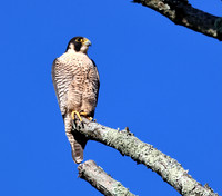 Peregrine Falcon