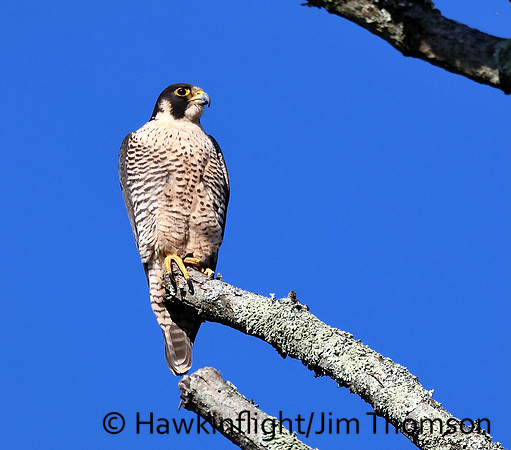 Peregrine Falcon