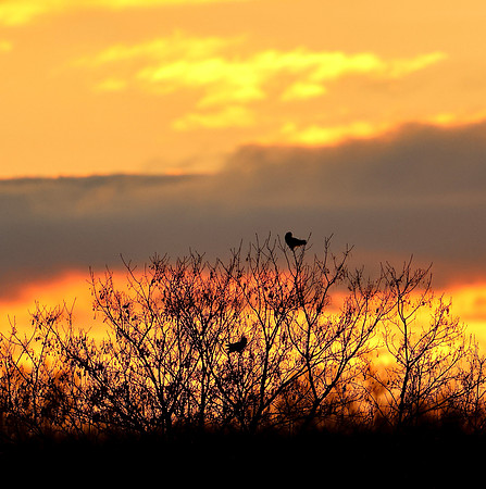 Short-eared Owl