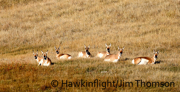 Pronghorn