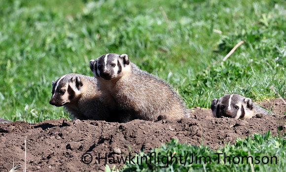 American Badger