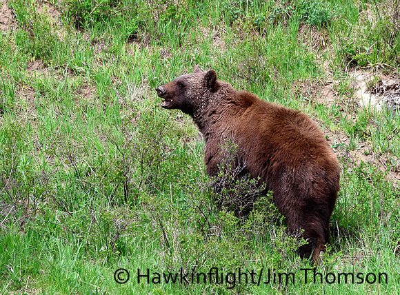 Black Bear