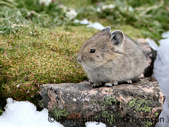 American Pika