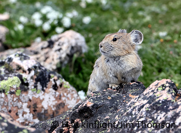 American Pika