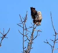 Rough-legged Hawk