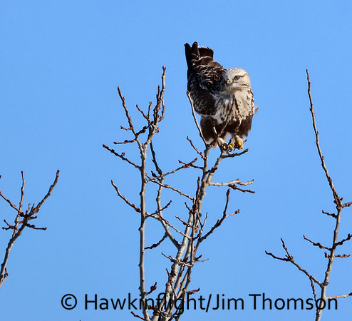 Rough-legged Hawk