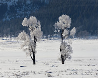Yellowstone in winter