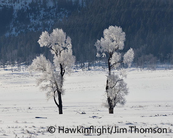 Yellowstone in winter